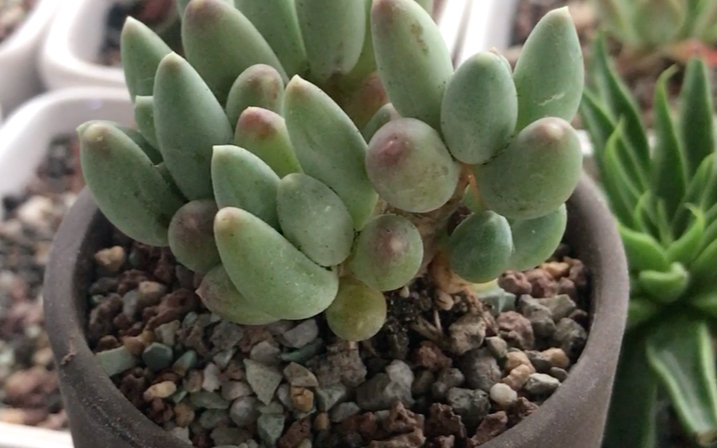 多肉植物 群雀 pachyphytum hookeri 也叫京美人 原产地为墨西哥阿瓜