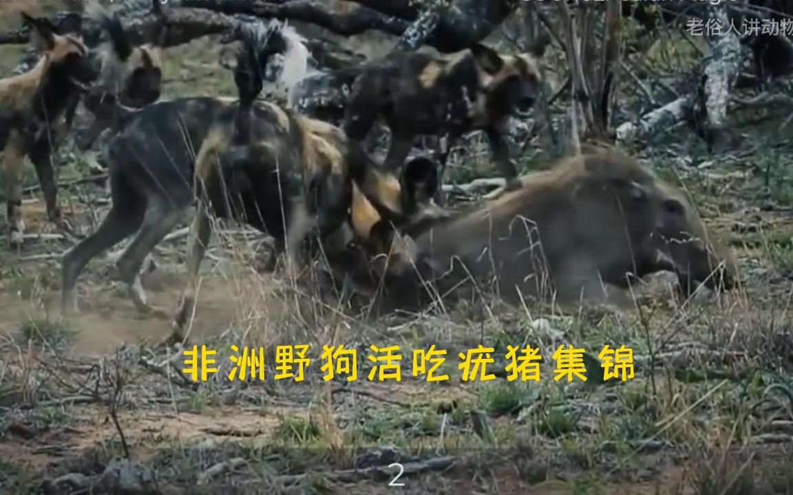 非洲野狗活吃疣猪集锦