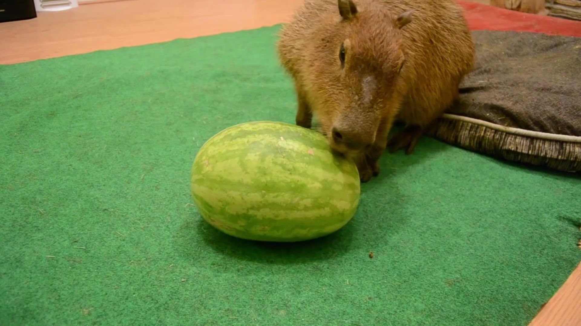 【小動物吃東西】水豚吃西瓜 小動物吃播