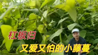 Download Video: 路边有种小藤蔓，让人又爱又恨，农村人都有记忆