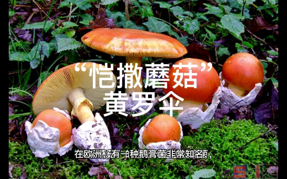 "恺撒蘑菇"黄罗伞
