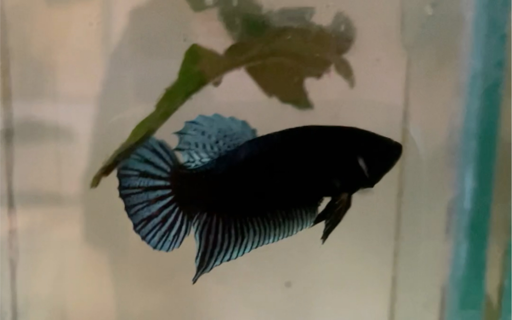 泰国斗鱼搏击将军是真的帅