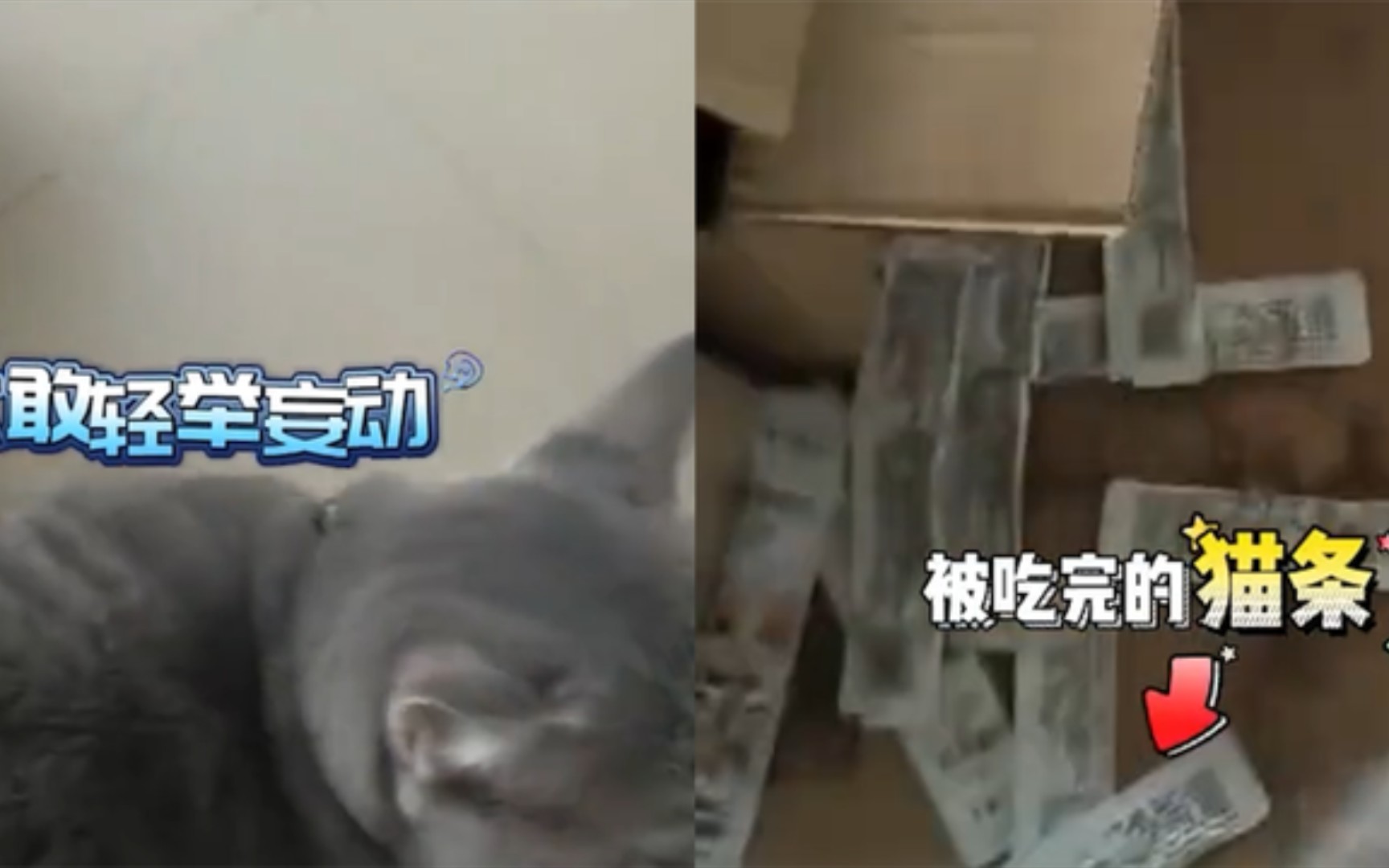 [图]猫咪偷吃了一桌猫条，主人照着脑袋就是一巴掌，画面让人忍俊不禁！