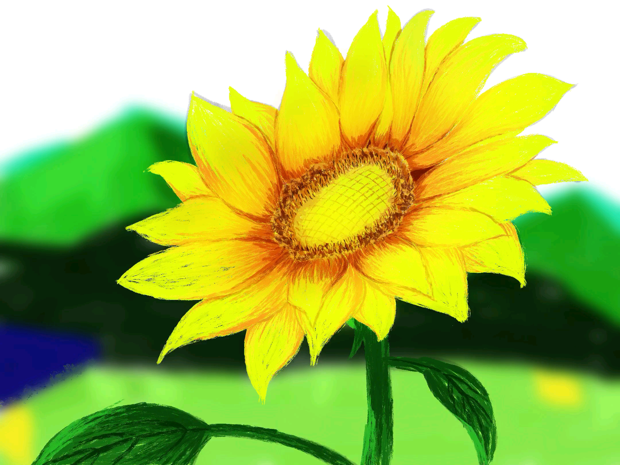 临摹向日葵 向阳而生