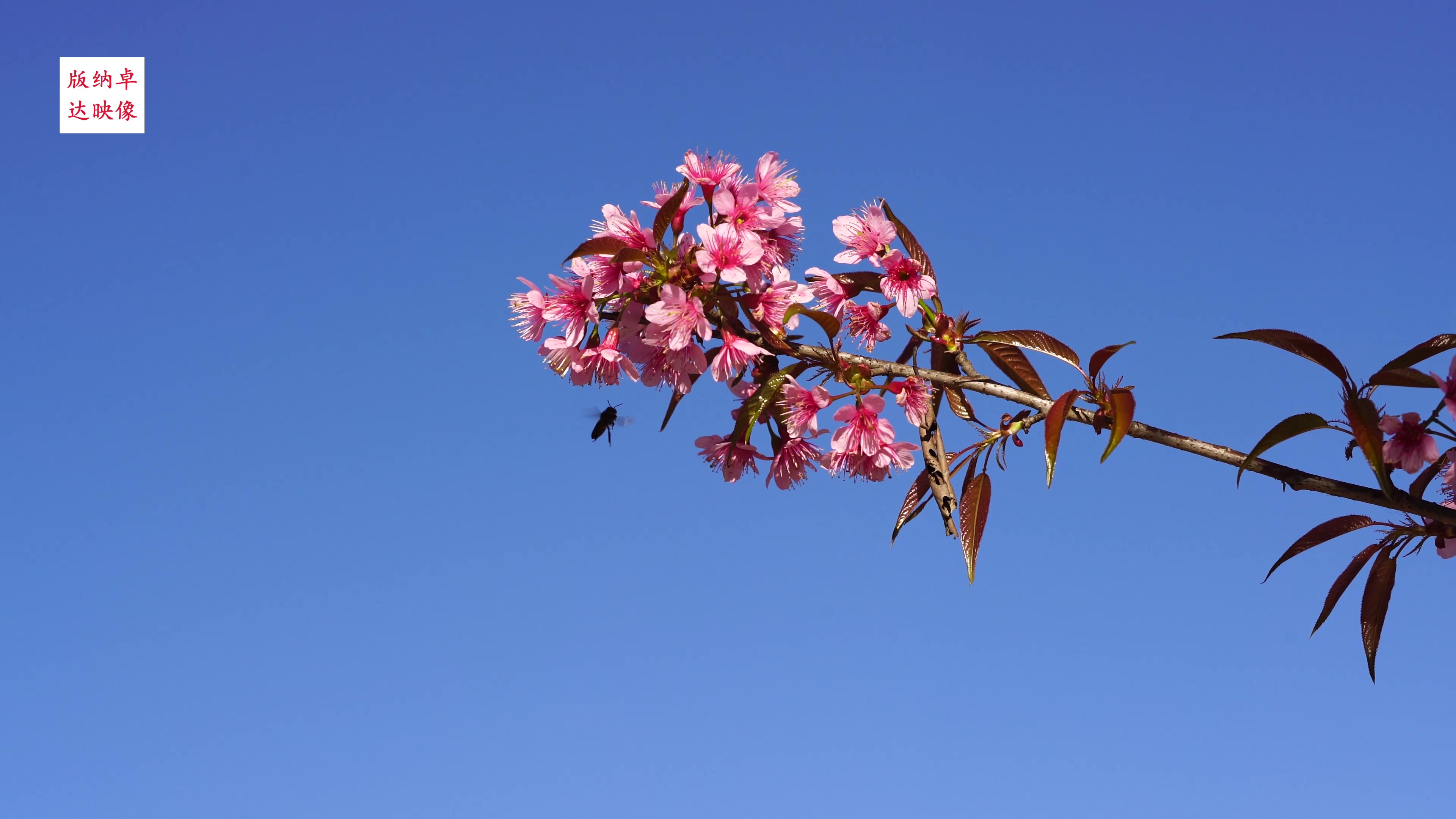 樱花2018_日常_生活_bilibili_哔哩哔哩
