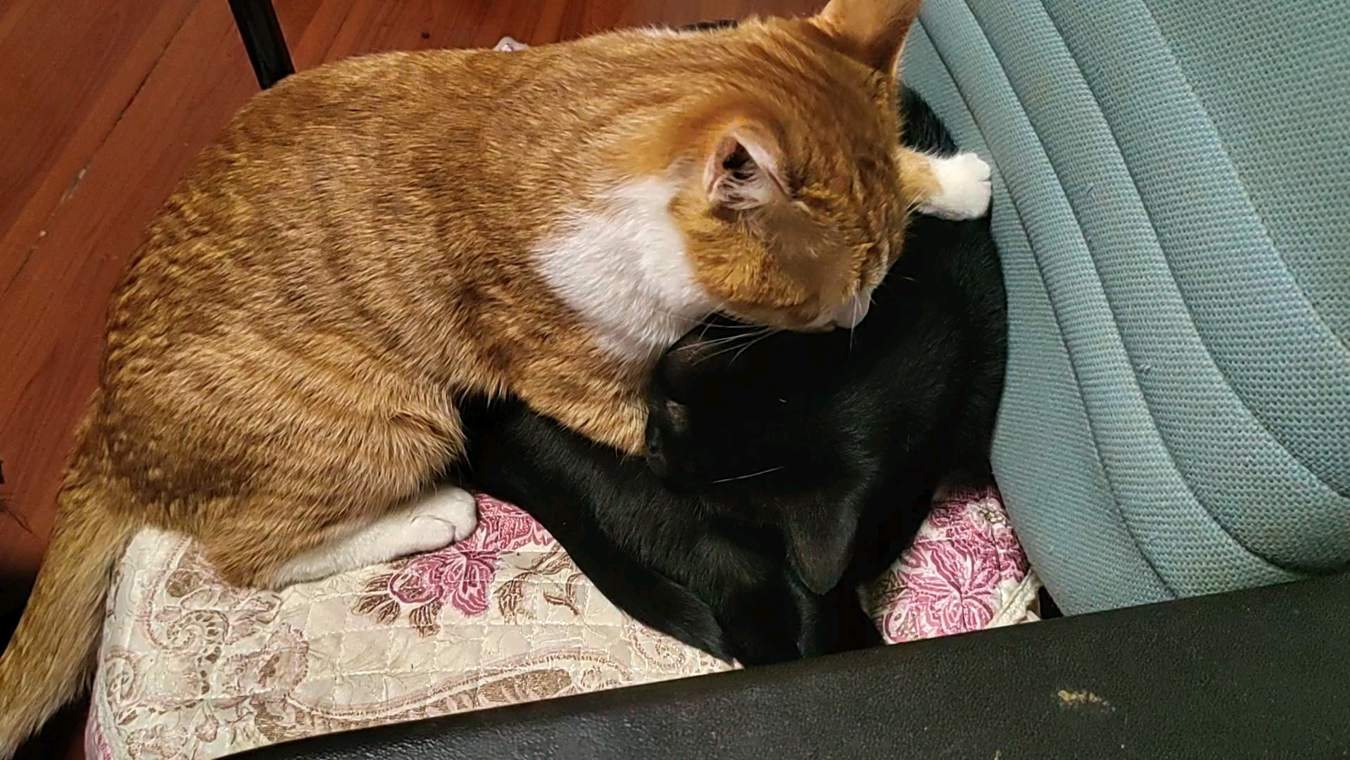 相爱相杀?这不是虐,是甜到发慌的搞笑!