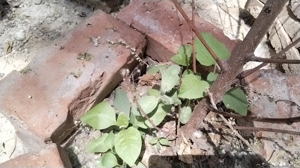 家里种的葫芦发芽了