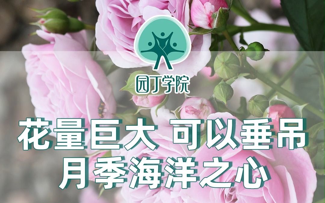 花量巨大 可以垂吊 月季海洋之心哔哩哔哩bilibili