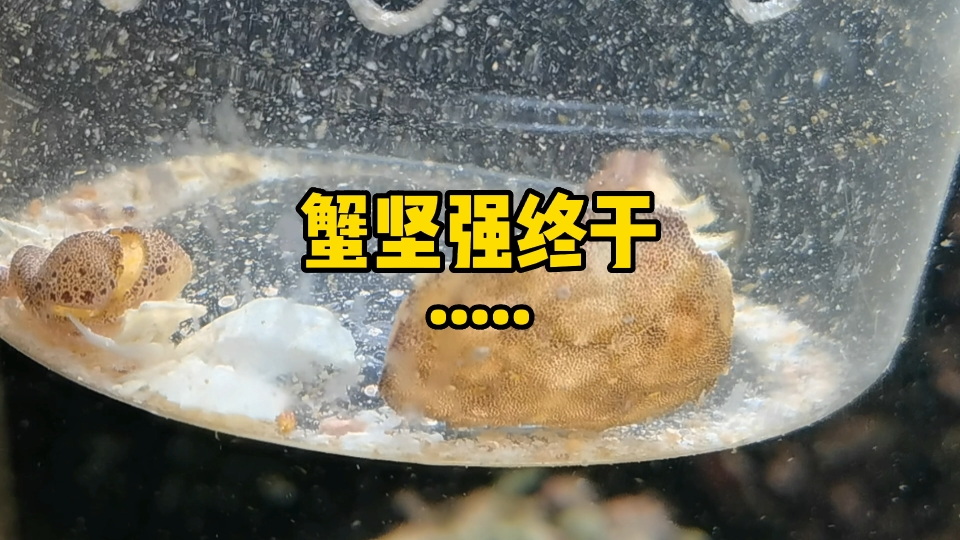 蟹坚强终于…哔哩哔哩bilibili