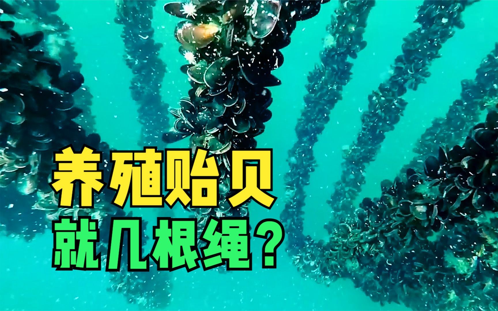 为什么贻贝那么便宜？海上养殖过程告诉你答案