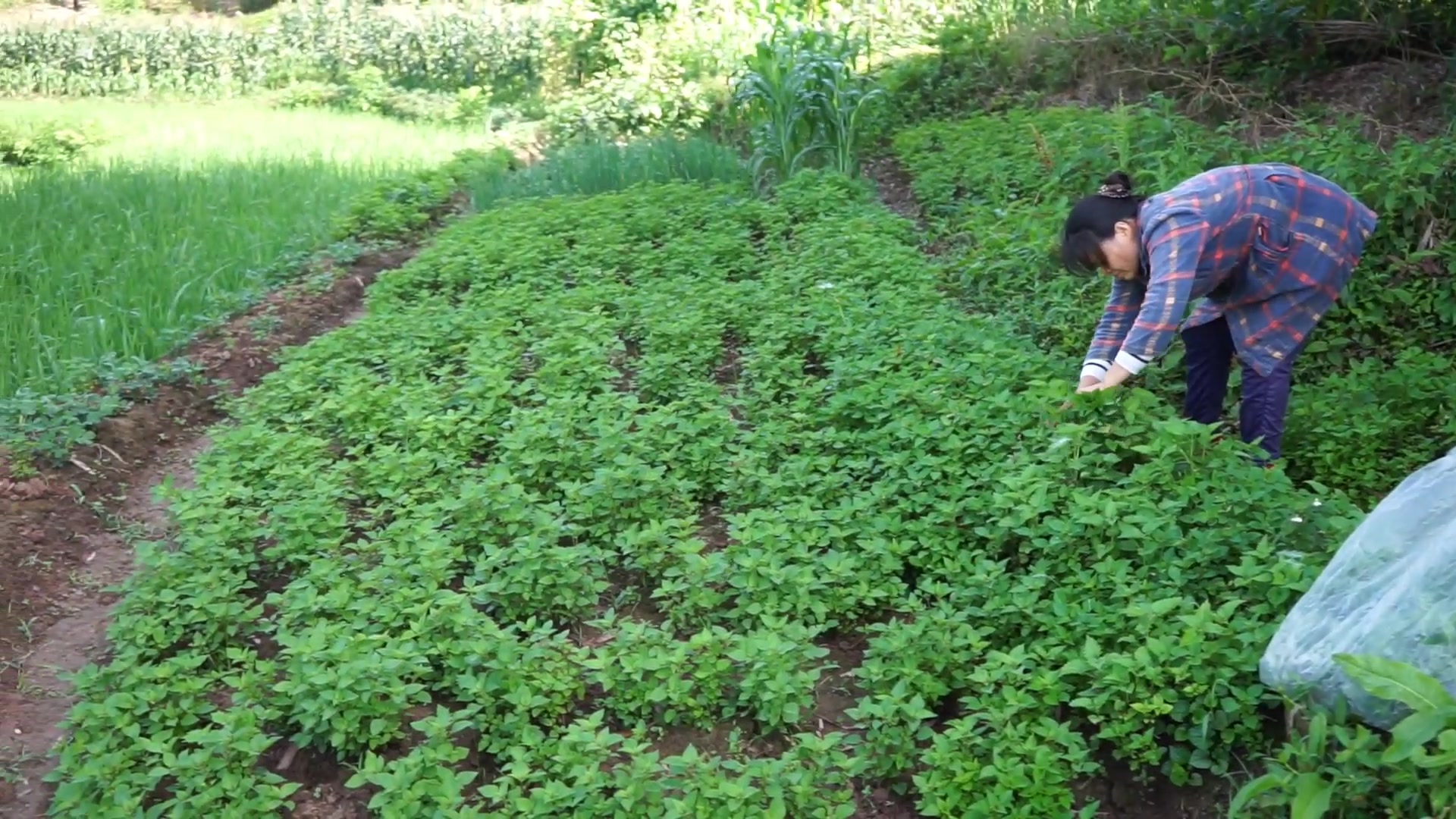 一分耕耘一分收获,平凡而伟大的菜农哔哩哔哩bilibili