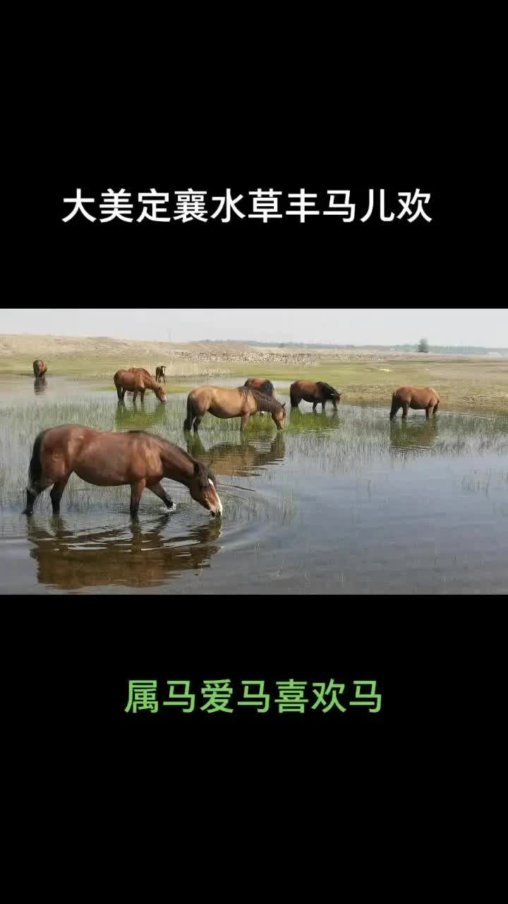 [图]定襄看马群，何需去内蒙！