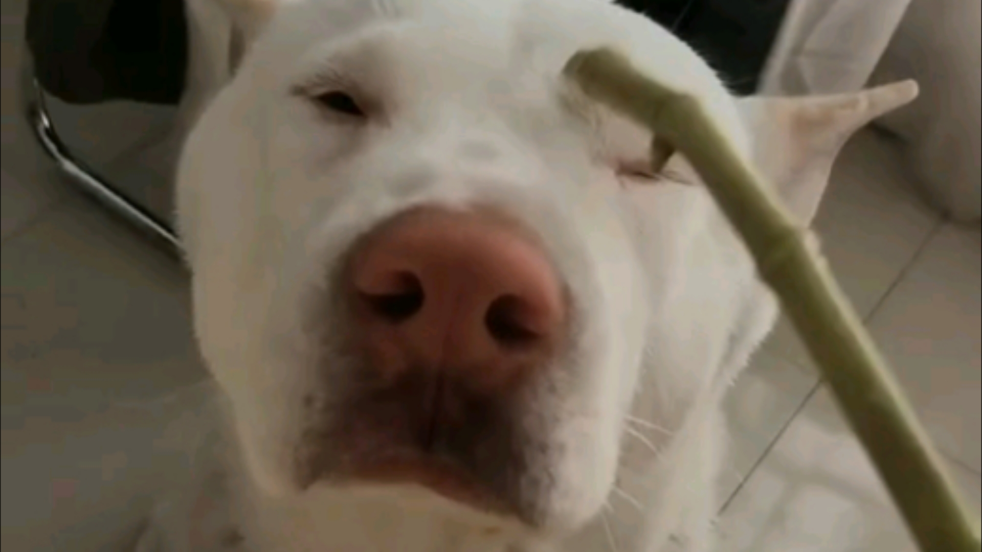 狗头自带粉红色双管猎枪