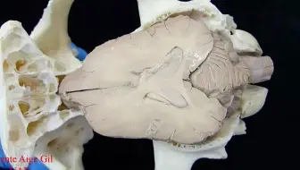 犬肩 骨格と筋肉解剖図 哔哩哔哩 Bilibili