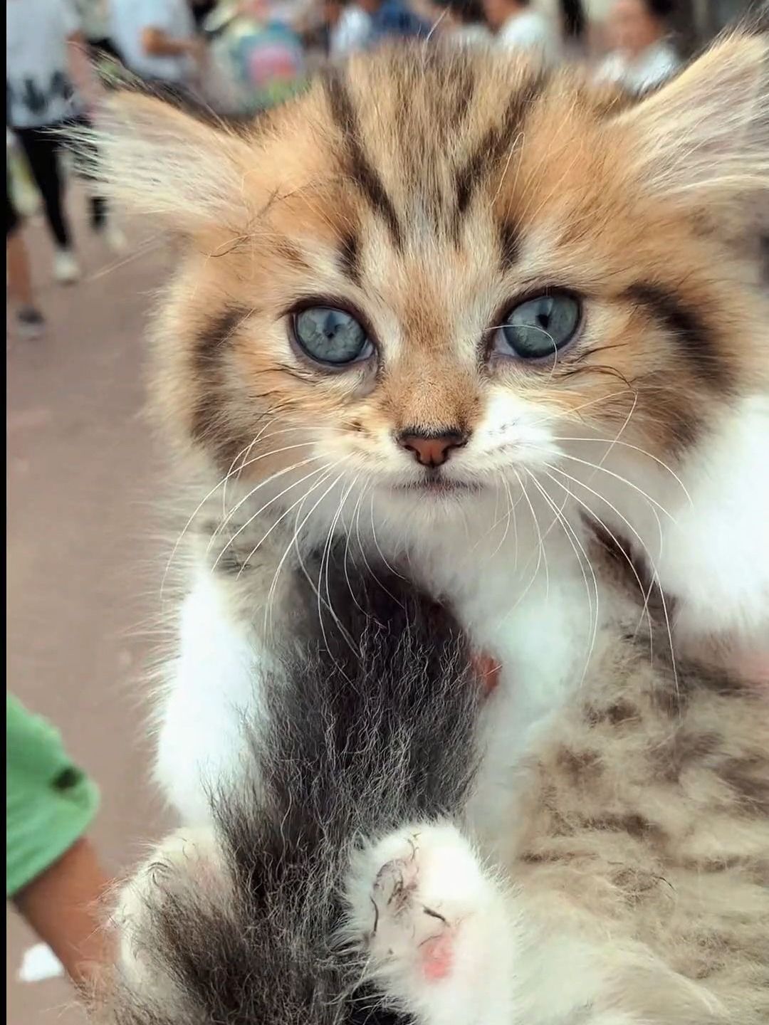 市场捡漏一只菜猫串串50带走!