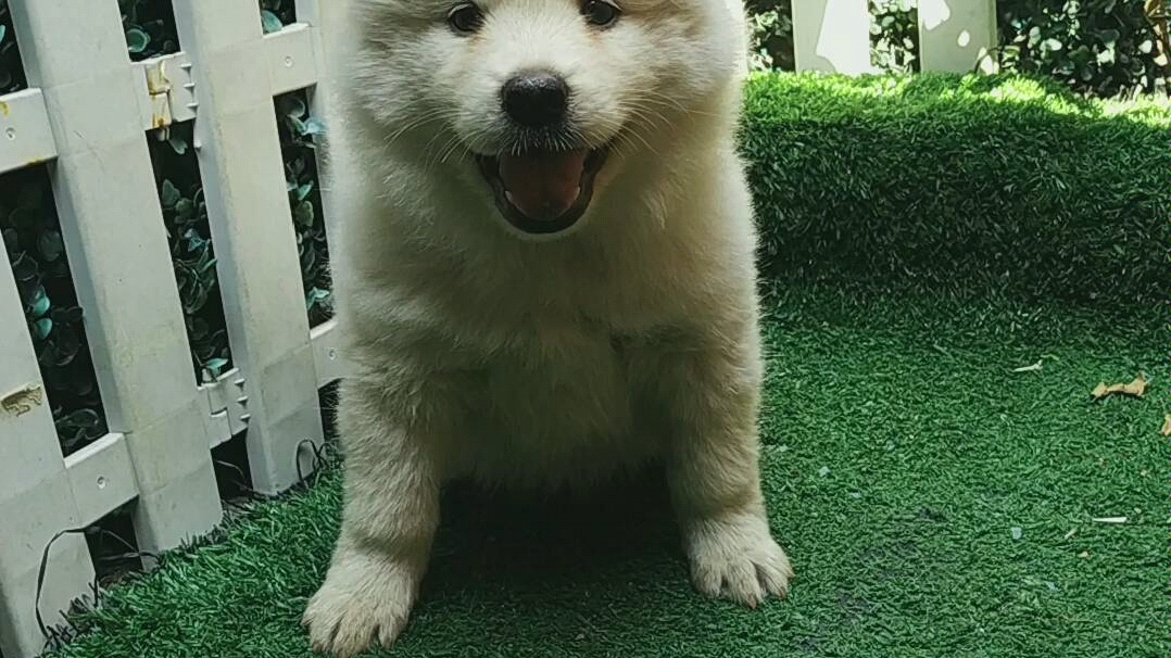 古老的中华田园犬广西钦州原生纯种土松听话通人性希望有一天它们不再