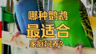 新手养鹦鹉鸟从夯到拉排名！