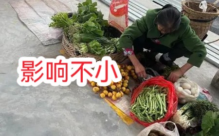 金凤村种的菜已经滞销!周围没人敢买金凤村的东西,村民急哭了,后悔背刺刚哥哔哩哔哩bilibili