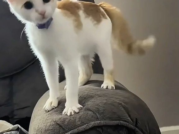 tiktok小猫猫合集一则154哔哩哔哩bilibili