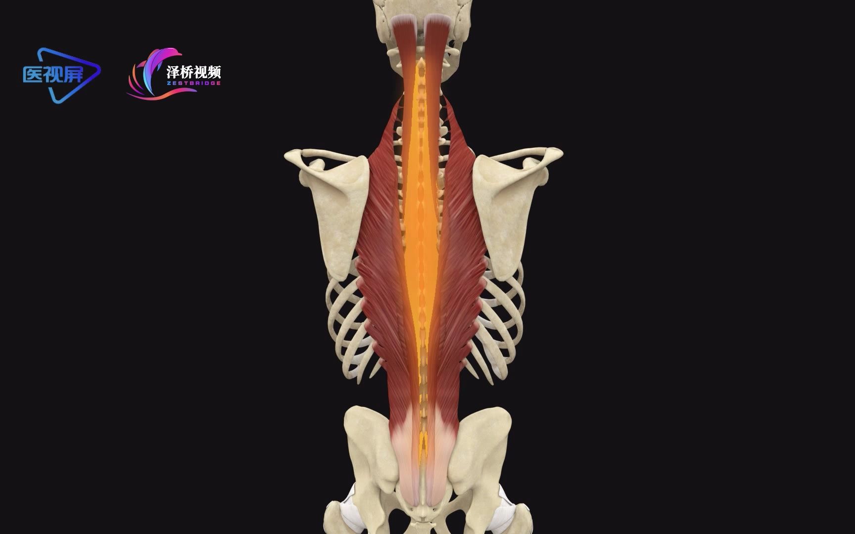 人体的奥秘-多裂肌