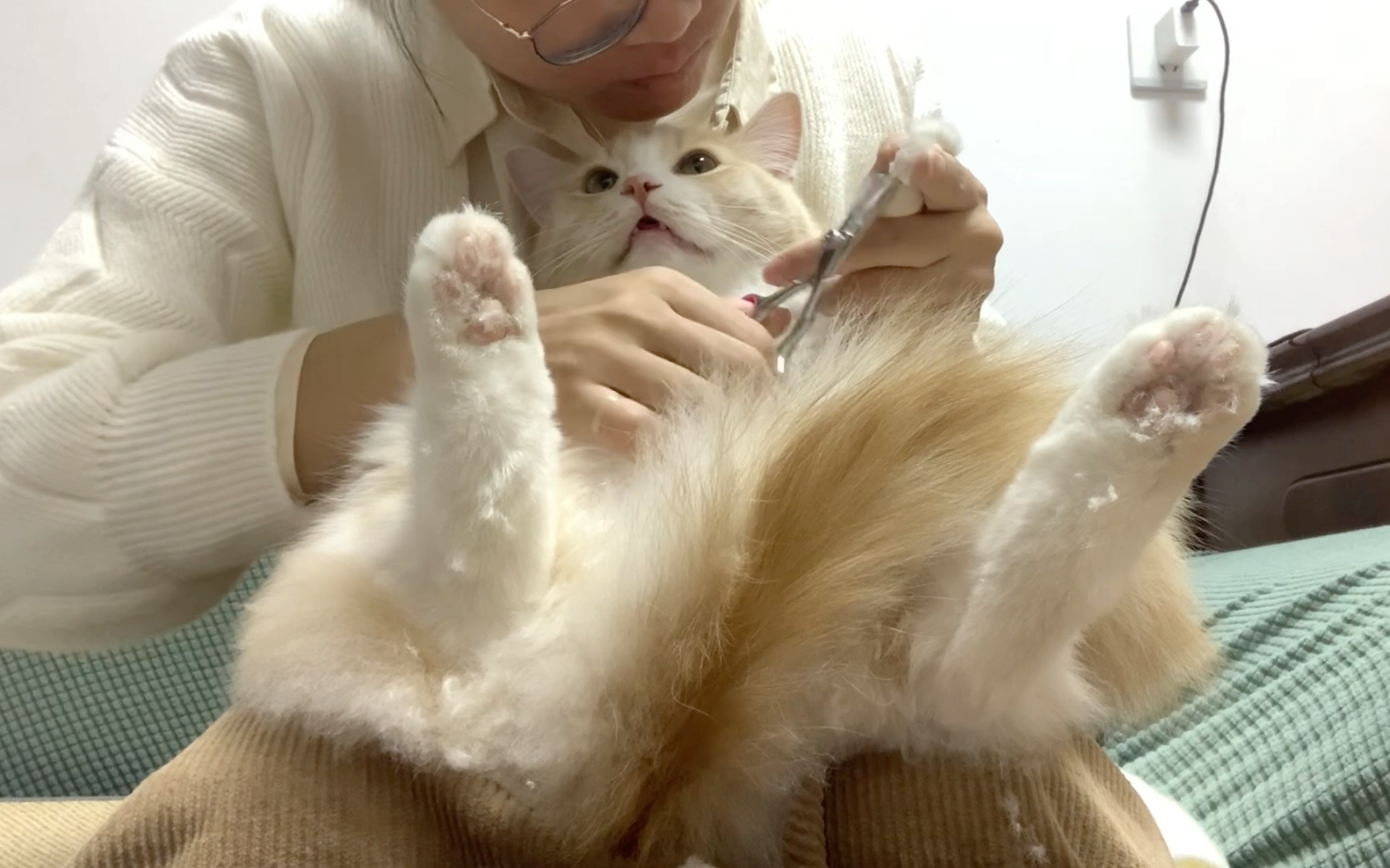 别人家的小猫咪剪指甲修毛