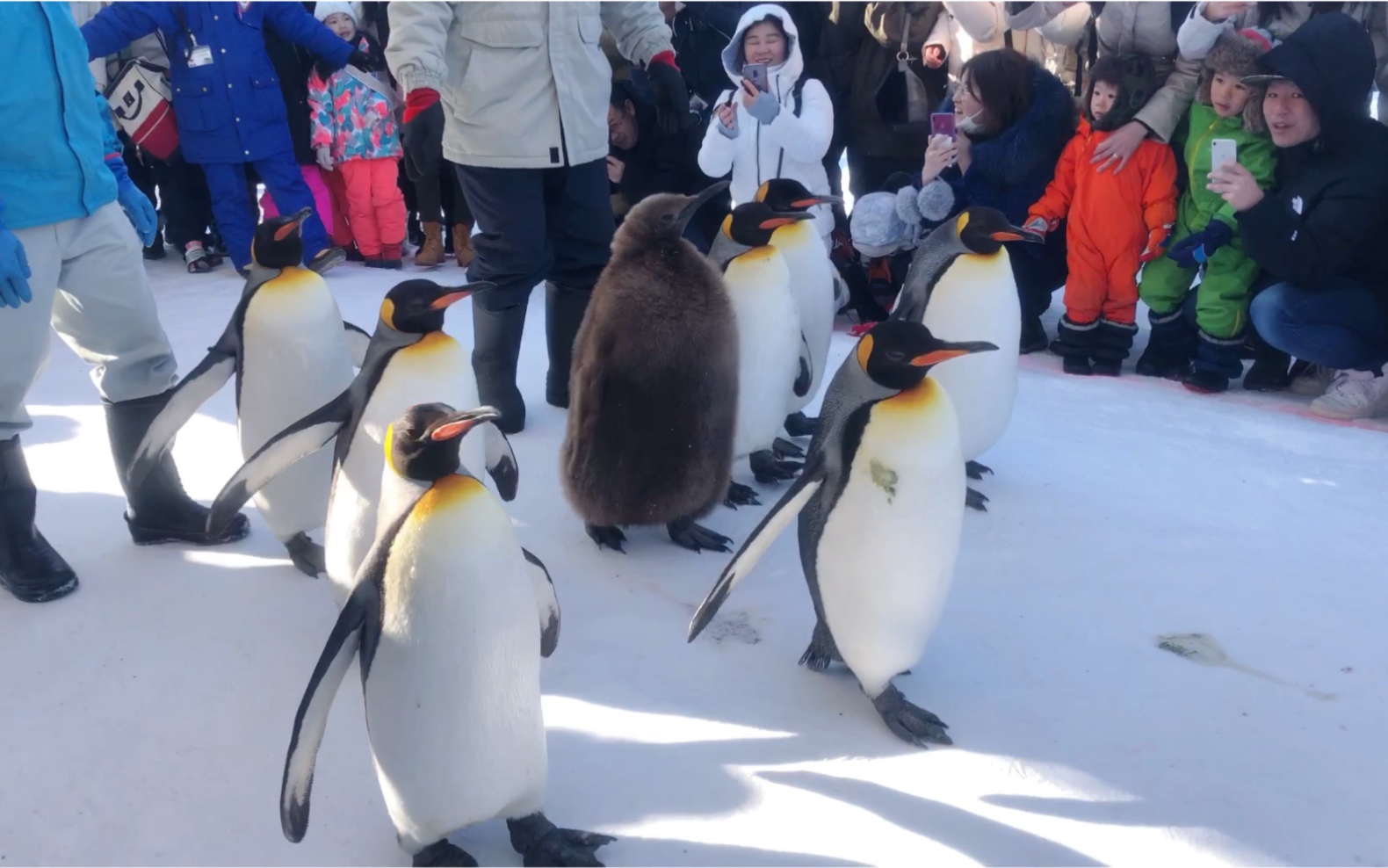 【日本·北海道】旭山动物园～超级可爱的小企鹅游行(066254