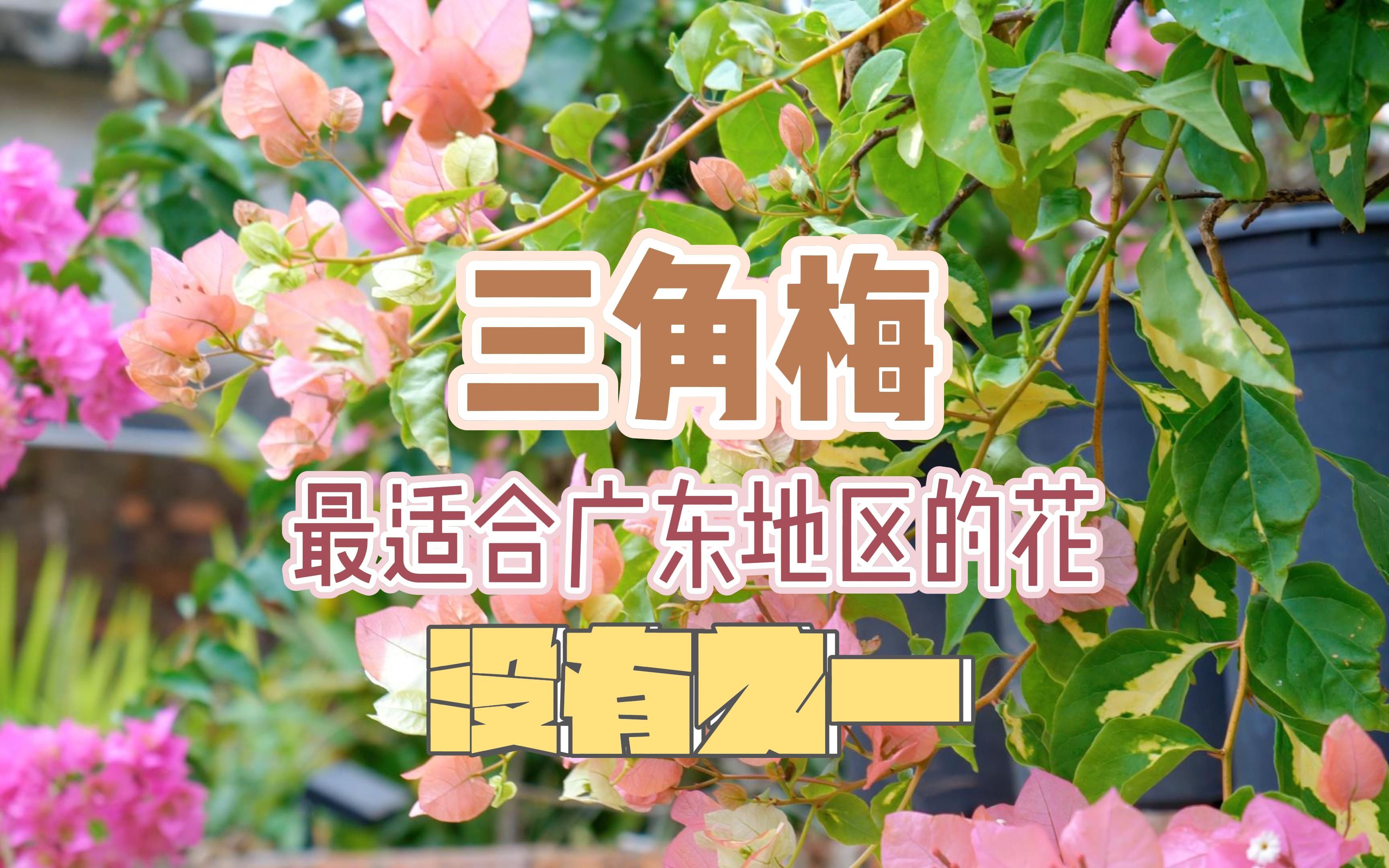 三角梅,最适合广东地区的花,没有之一哔哩哔哩bilibili