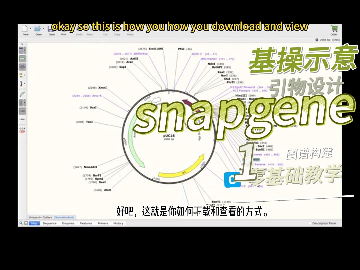 snapgene1教程共四期哔哩哔哩bilibili