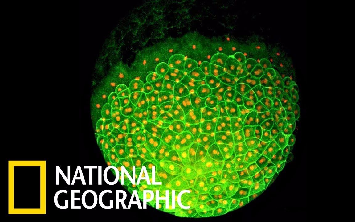 看一颗细胞如何发展成复杂生物《国家地理》杂志哔哩哔哩bilibili