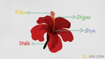 英语词汇 常见种类的植物和树木英文名称单 哔哩哔哩 Bilibili