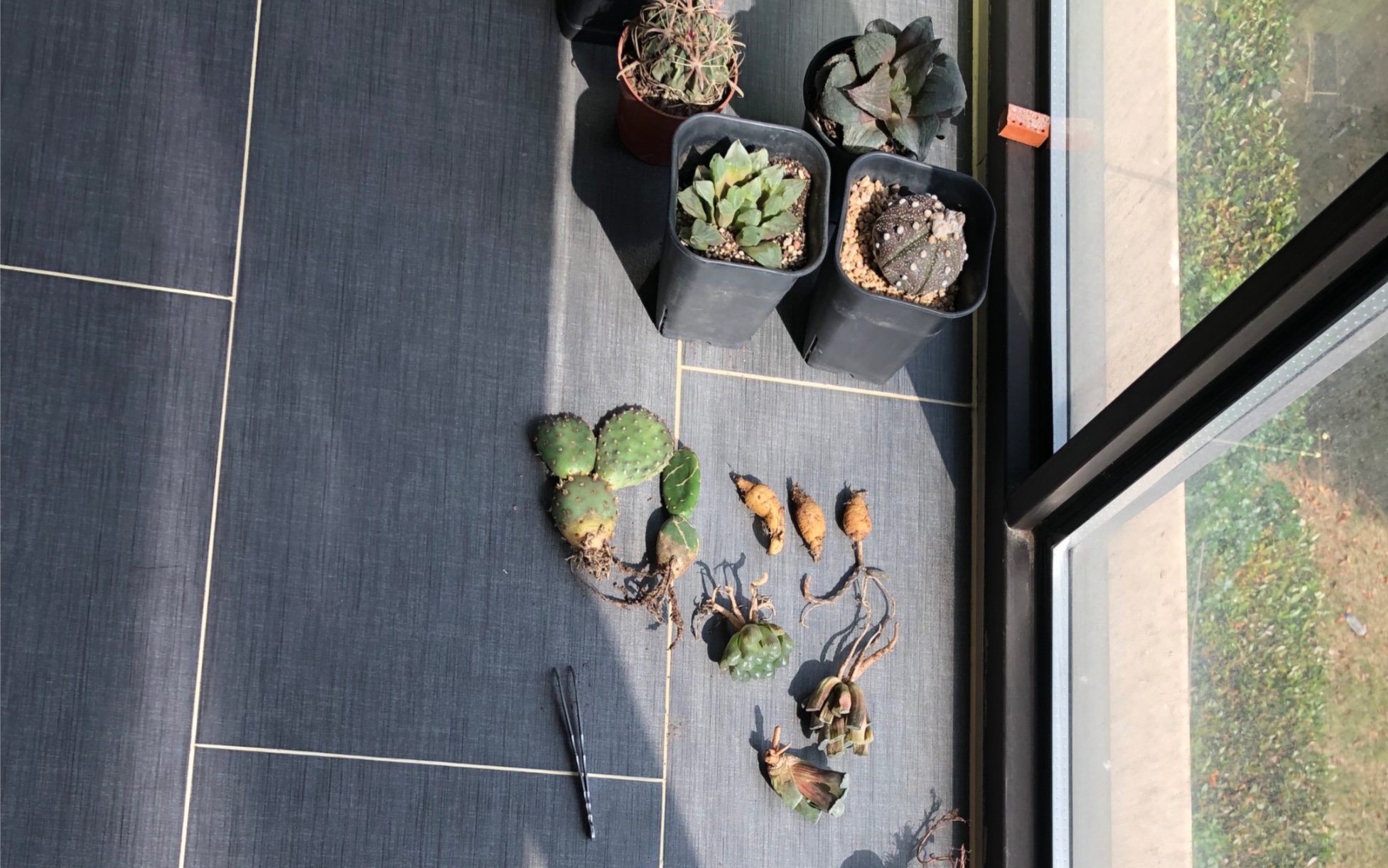 黑龙块根 团扇 超级兜 口笛.不老板家和肉老板家的.