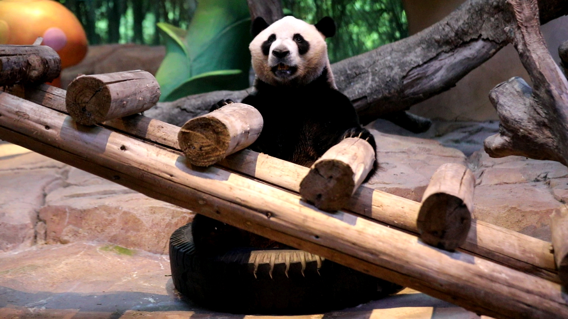 【大熊猫酷酷】22秋