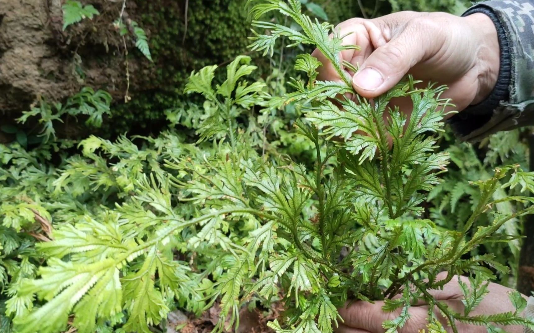 山里有一种植物叫金龙草,它的叶子很漂亮,你们认识吗?来看看吧哔哩哔哩bilibili