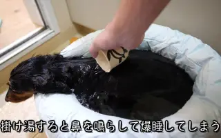 犬くん 哔哩哔哩 Bilibili