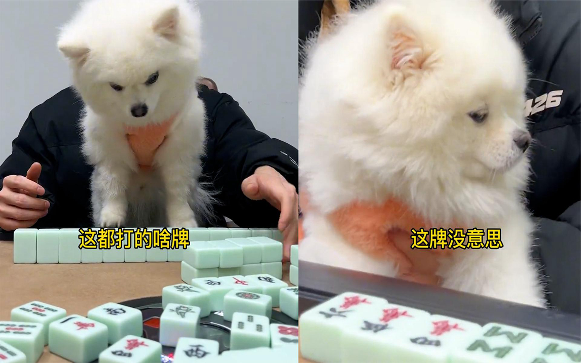 主人带狗打麻将,狗一脸兴奋比主人还积极,网友就差亲自上场了
