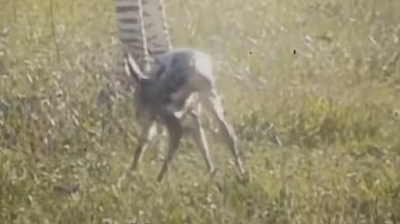 不然人类为什么要叫恐怖直立猿呢