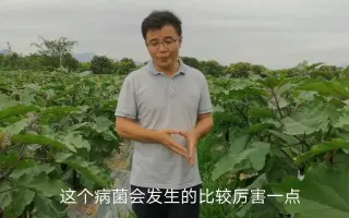 海特王汉鑫茄子黄萎病防治要点