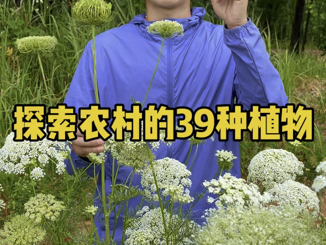 探索农村的39种植物哔哩哔哩bilibili