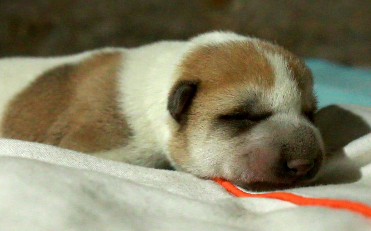 出生3天的田園犬獨生仔,白狗黃頭身帶印,這是什麼寓意呢?