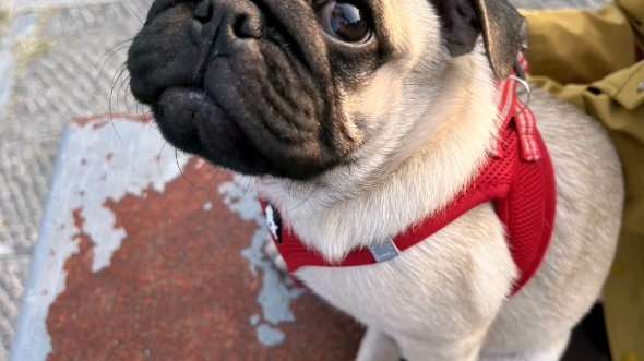 (巴扎黑的日常)疫苗打完了,终于可以出门了.