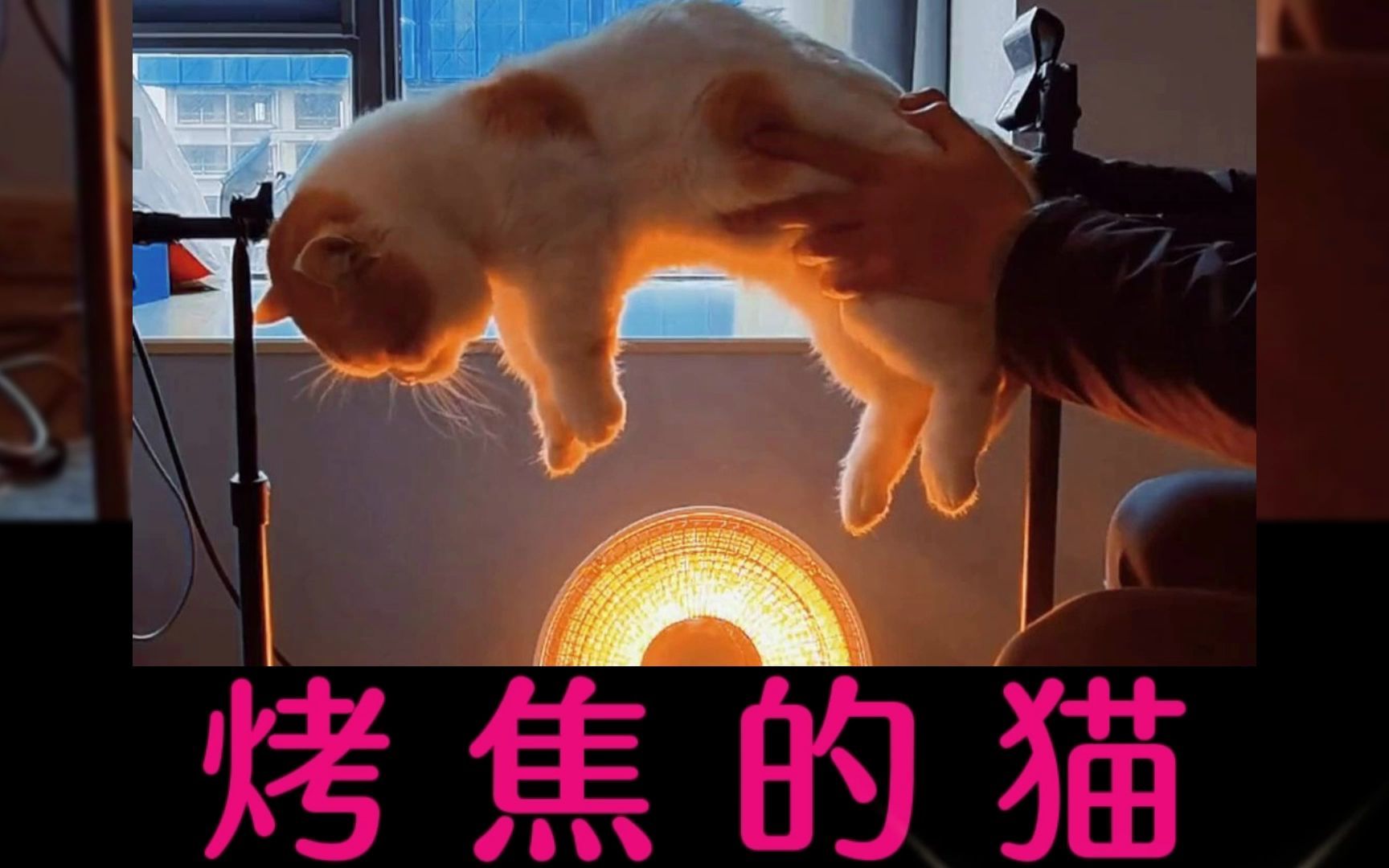 这就是全网烤火不是烤糊就是烤焦的猫,蕞后一只还欲罢不能哔哩哔哩bilibili