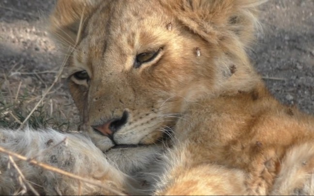 小狮子病死前的最后影像