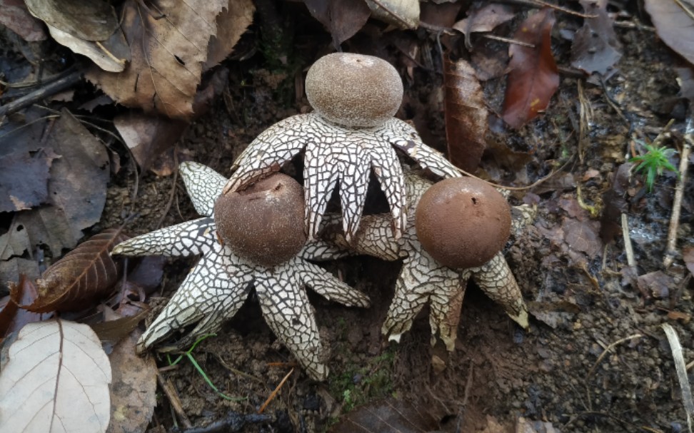 硬皮地星(astraeus hygrometricus)_哔哩哔哩_bilibili