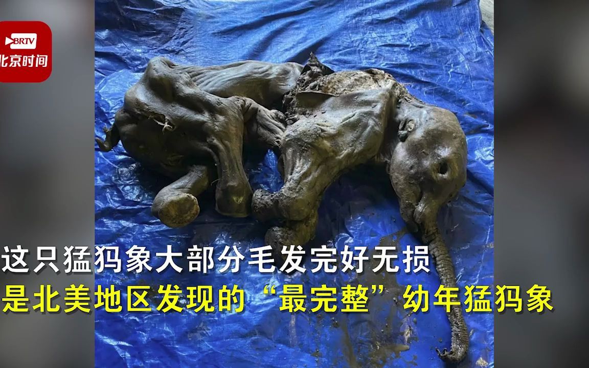 加拿大金矿发现3.5万年前猛犸象幼崽:冰冻在永久冻土中,毛发完好无损哔哩哔哩bilibili