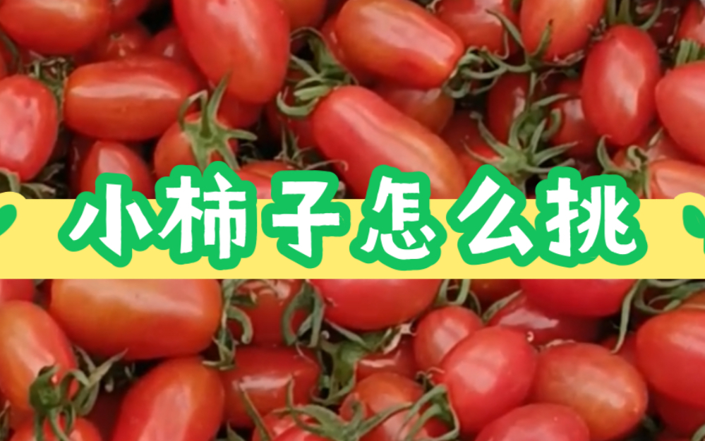 东北早市土豆哥揭秘:早市小柿子挑选大法,让你一次买到酸甜可口的丹东409小柿子,避免踩坑!草莓柿子,铁皮柿子哔哩哔哩bilibili