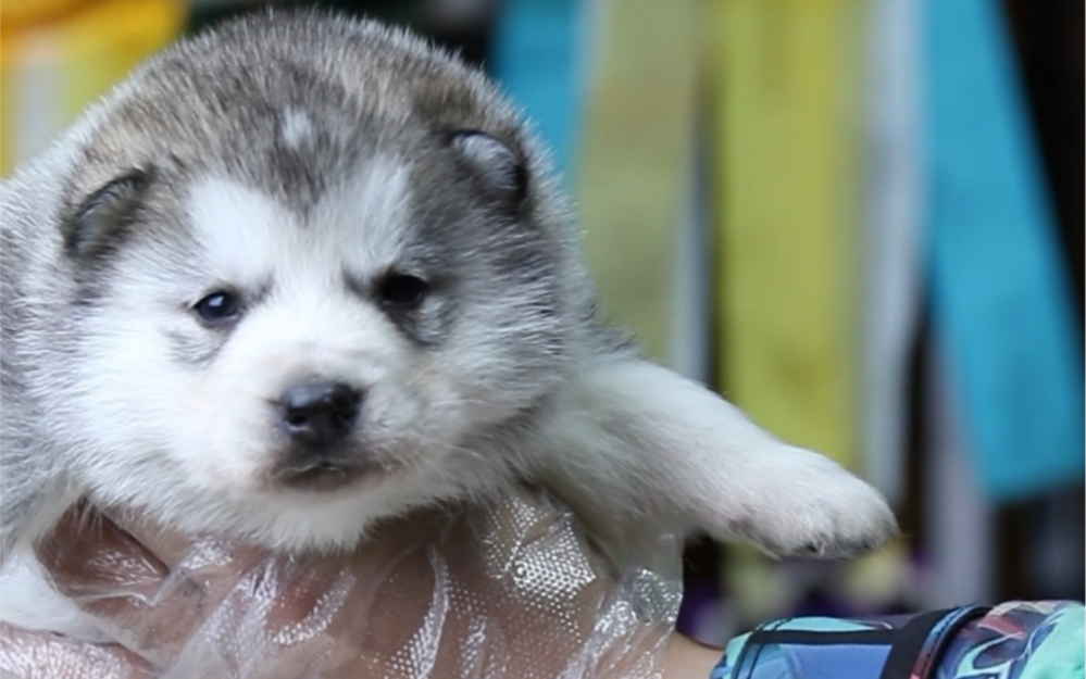 哈士奇还是哈士熊?