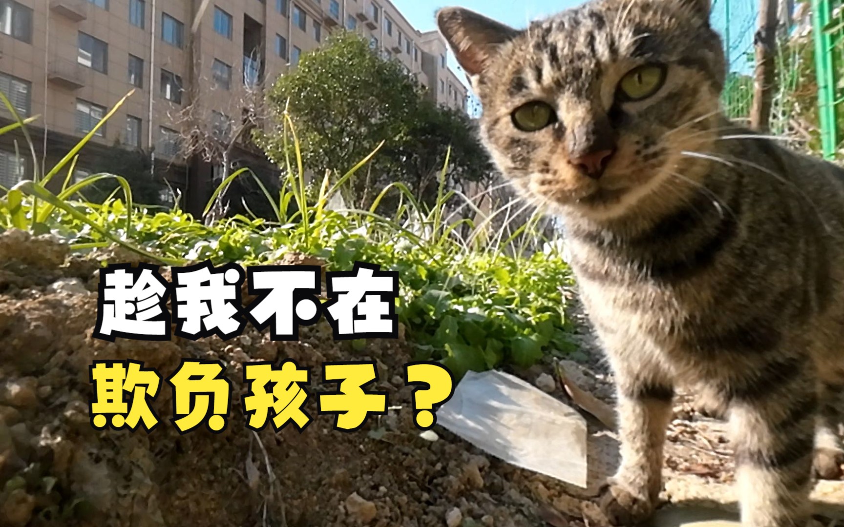 [图]小猫咪，你“骂骂咧咧”干啥去？猫咪：趁大狸花不在家，欺负小奶猫！