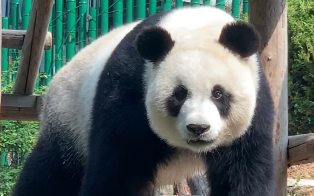 【大熊猫】妙音小公主驾到