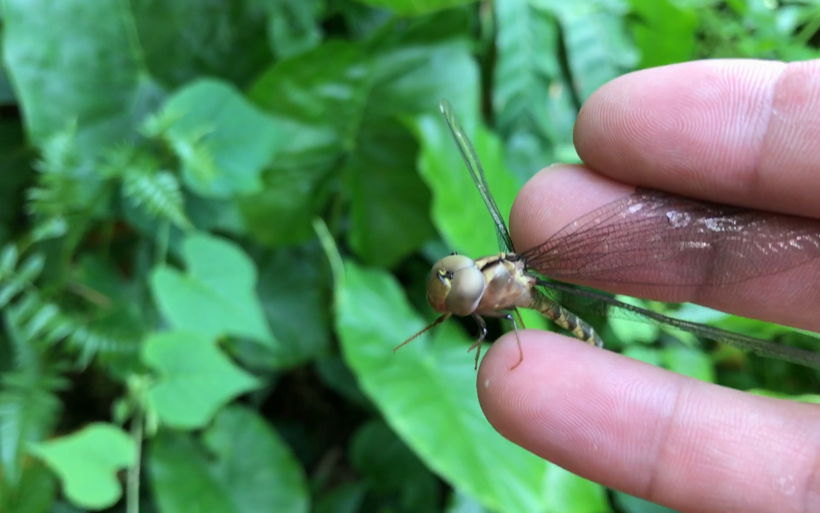 手捉蜻蜓