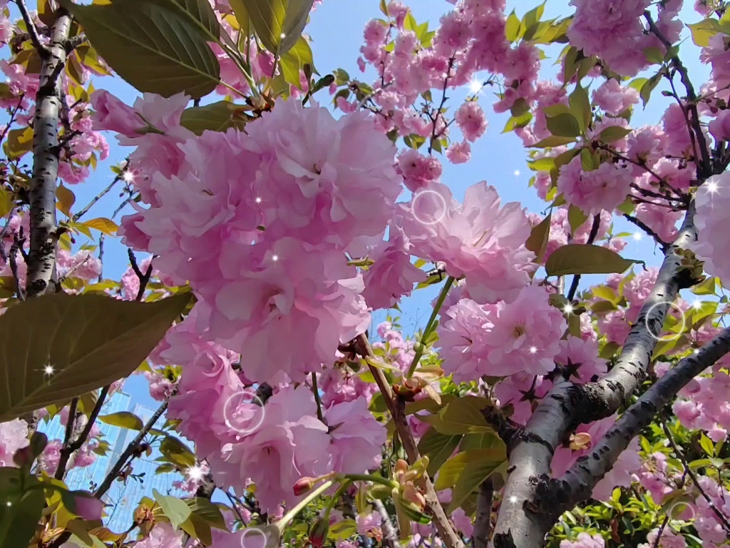 [图]春日的美好印记在生命的每一天